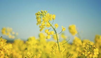 Oilseed Rapeseed Flowers in Cultivated Agricultural Field, Crop Protection Agrotech Concept, Close up with Selective focus and Narrow Depth of Field