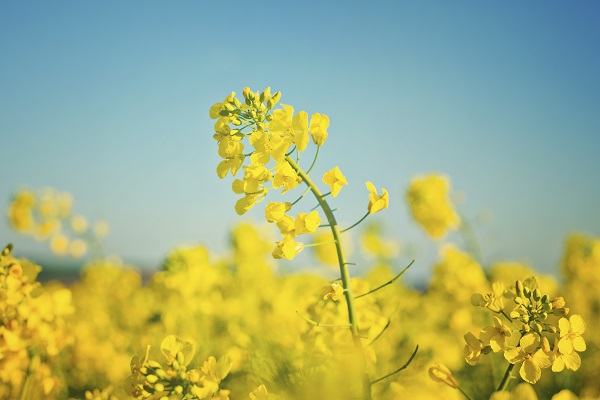 Oilseed Rapeseed Flowers in Cultivated Agricultural Field, Crop Protection Agrotech Concept, Close up with Selective focus and Narrow Depth of Field