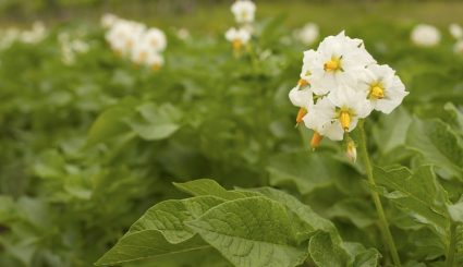Flowering Potato Crop
