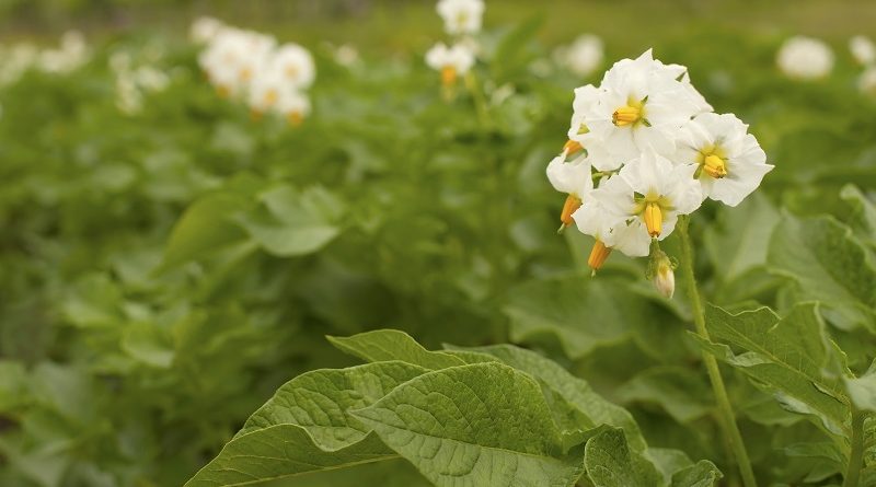 Flowering Potato Crop