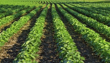 Rows of soybean plants