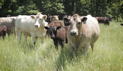 Cattle in Pasture