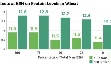 effects of esn on wheat protein