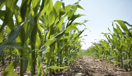 esn use on corn