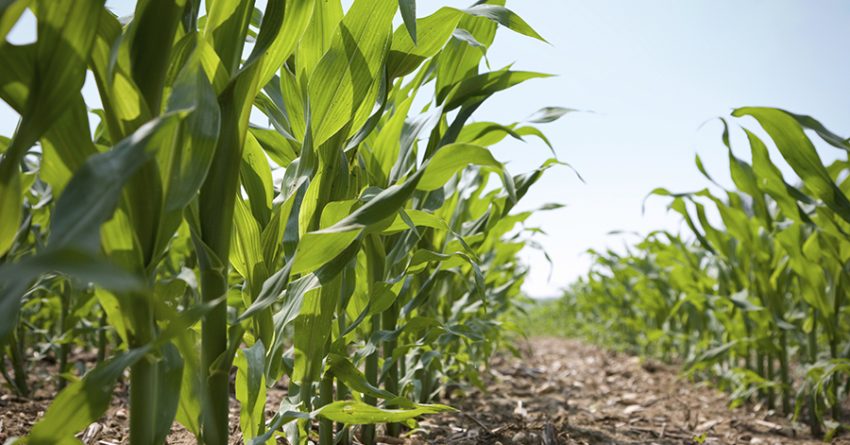 agronomy corn