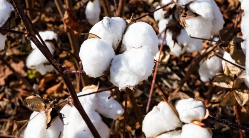 Nitrogen in cotton