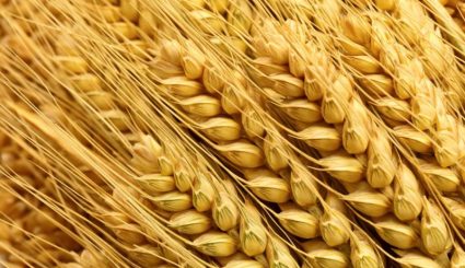 Wheat Closeup