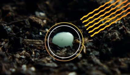 granule of nitrogen fertilizer in the soil