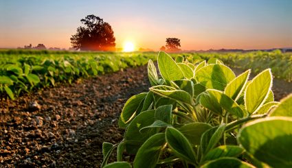 Soybean field and soy plants in early morning.