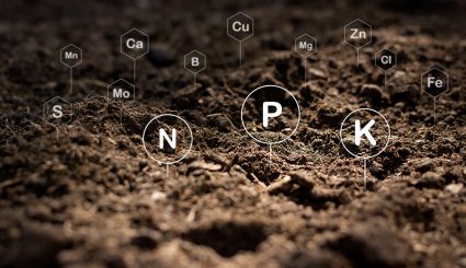 The fertile loamy soil for planting with the iconic technology in soil is the essential food of plants.