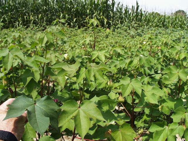 nitrogen deficient cotton crop