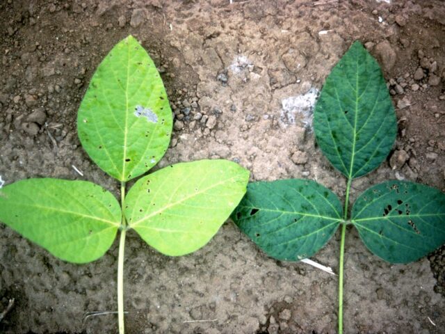 nitrogen deficient soybean crop