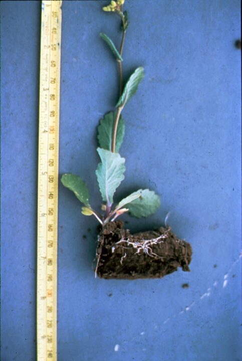 nitrogen deficient canola crop