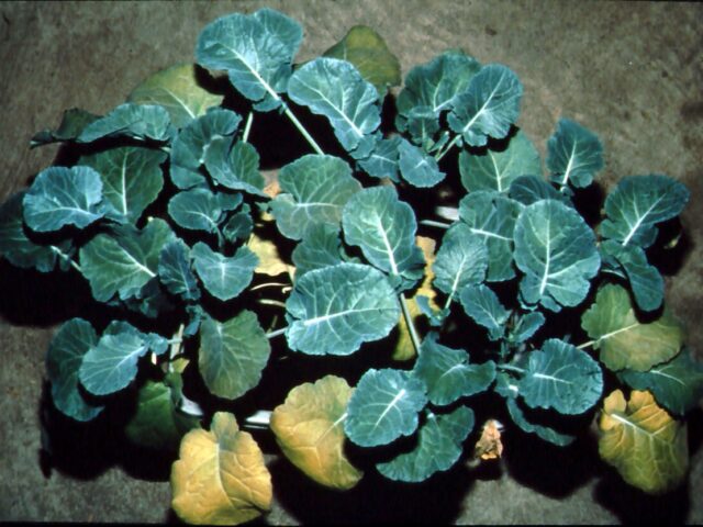nitrogen deficient canola crop