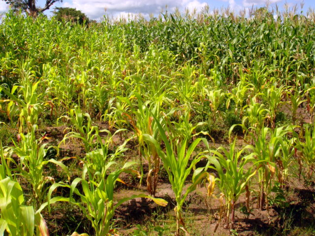 nitrogen deficient corn crop