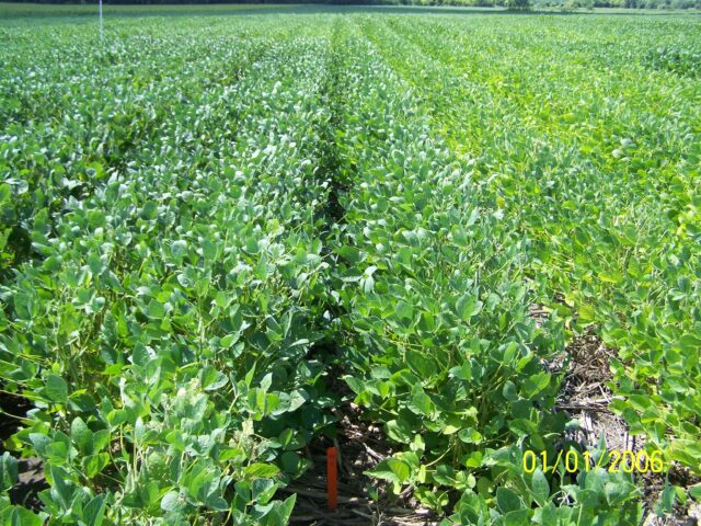 nitrogen deficient soybean crop
