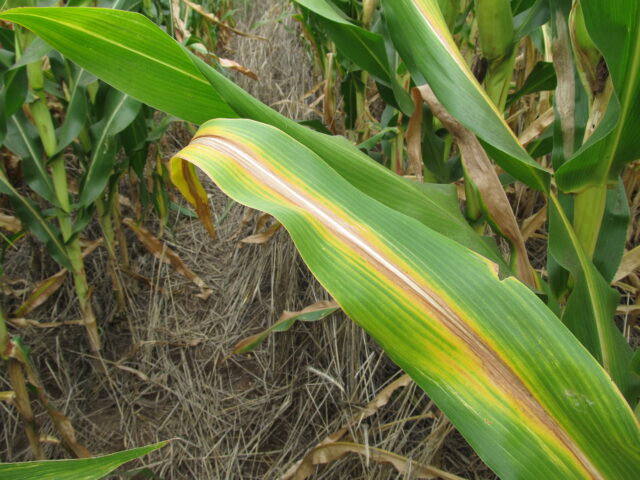 nitrogen deficient corn crop