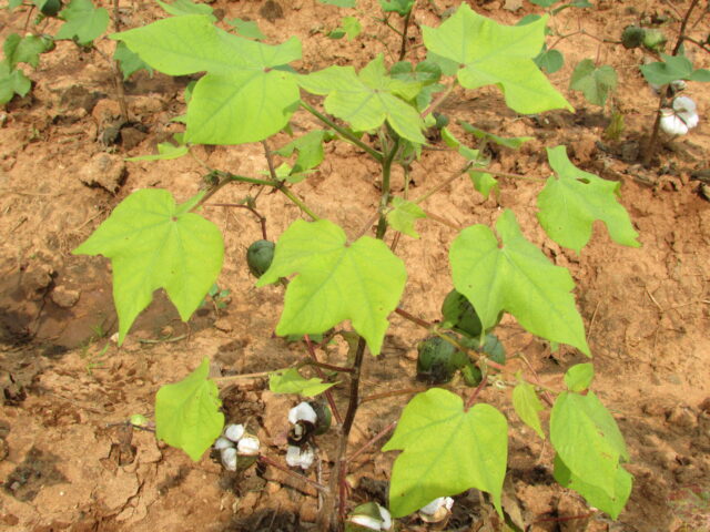 nitrogen deficient cotton crop