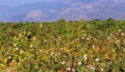 yellowing cotton crop in field