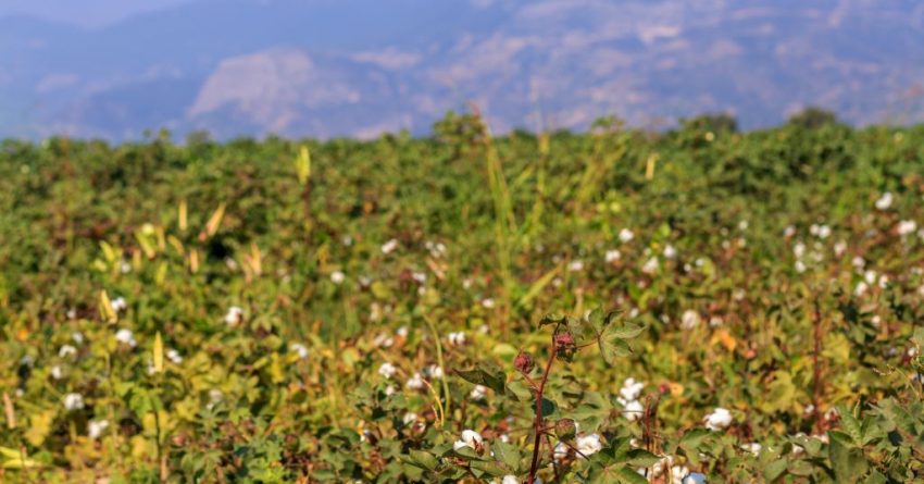 yellowing cotton crop in field