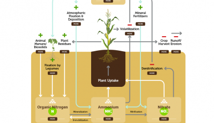 interactive diagram showing elements in the nitrogen cycle