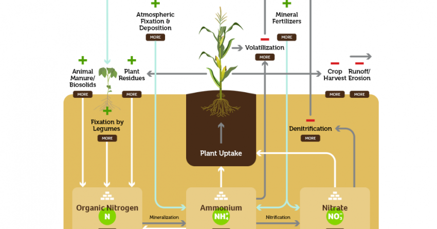 interactive diagram showing elements in the nitrogen cycle