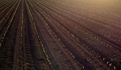 young crop sprouting out of soil