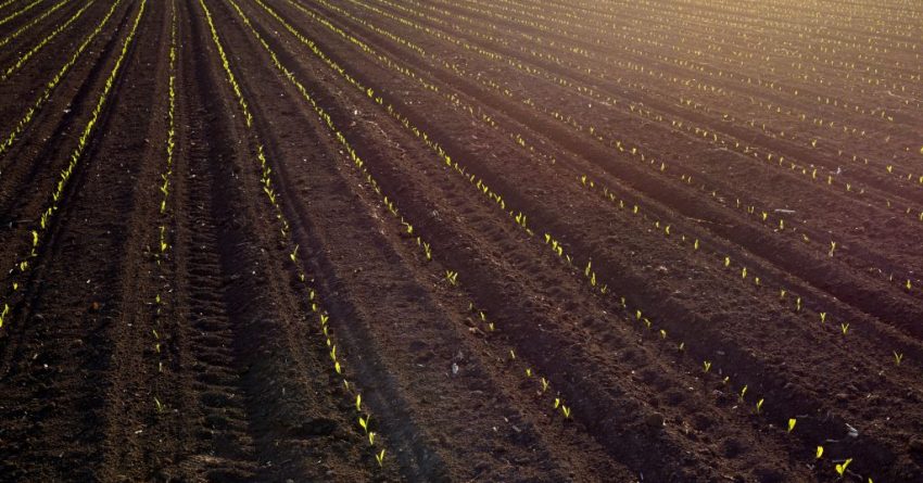 young crop sprouting out of soil