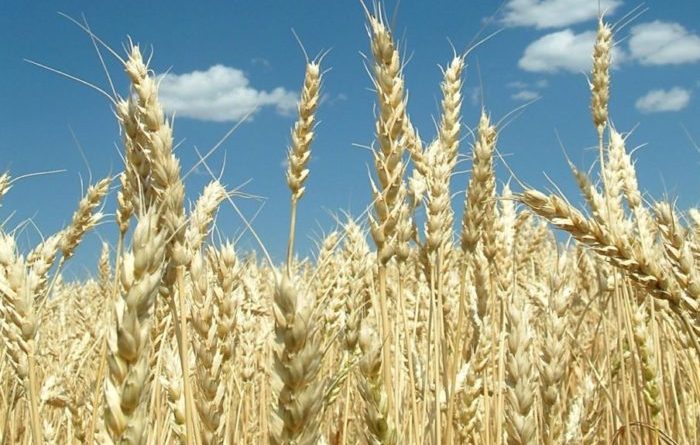 golden wheat field ready for harvest