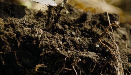 Soil and roots with nitrogen fertilizer.