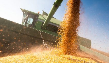 A harvester collecting harvested corn kernels