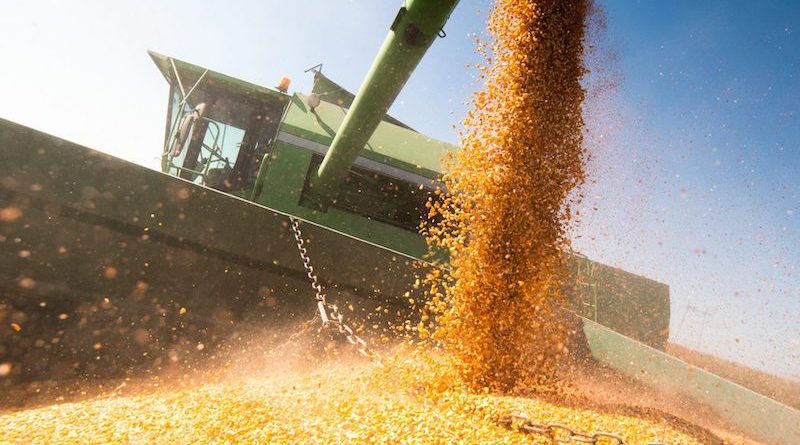 A harvester collecting harvested corn kernels
