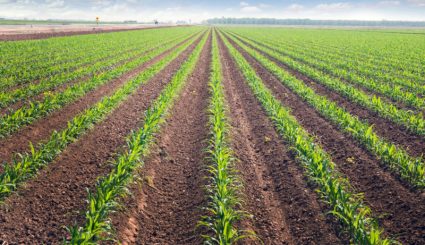 Rows of corn field in in springtime. Horizontal view in perspective with cloud and blue sky background.