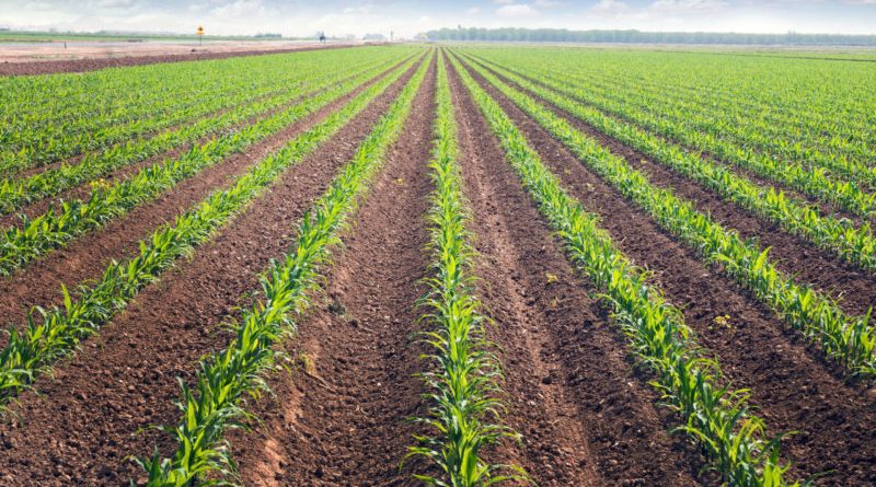 Rows of corn field in in springtime. Horizontal view in perspective with cloud and blue sky background.