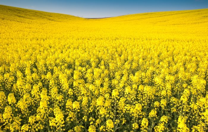 Yellow field canola in bloom