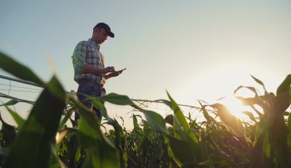 Young farmer working in a cornfield, inspecting and tuning irrigation center pivot sprinkler system on smartphone.