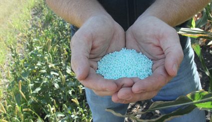 ESN product in hand in corn straight