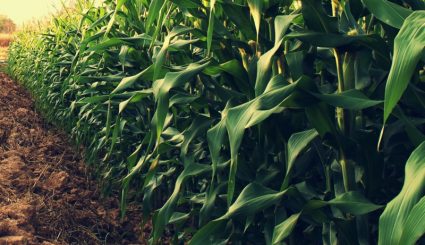 corn field with sunrise