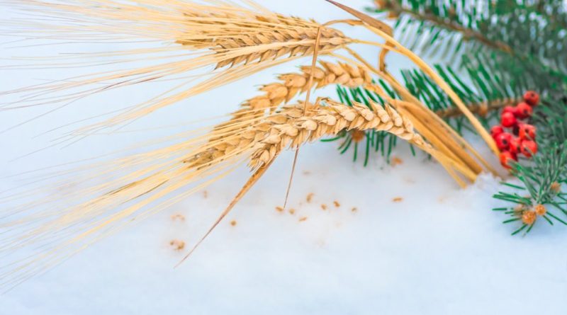 Golden ear of wheat and grain in the snow, red mountain ash, green branch spruce closeup, winter holiday agriculture background