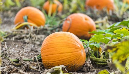 Vibrant orange pumpkins growing in field, closeup of closest in dirt. Halloween, Thanksgiving and autumn image