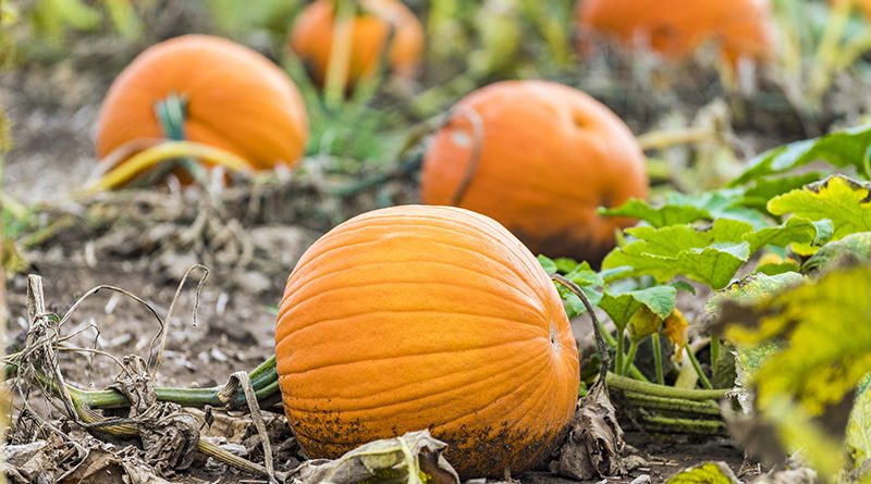 Vibrant orange pumpkins growing in field, closeup of closest in dirt. Halloween, Thanksgiving and autumn image