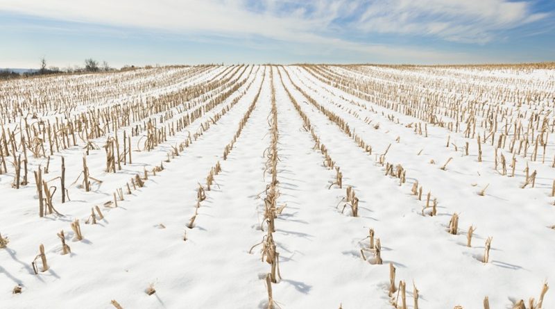 Rows of Cut Corn Field in Winter