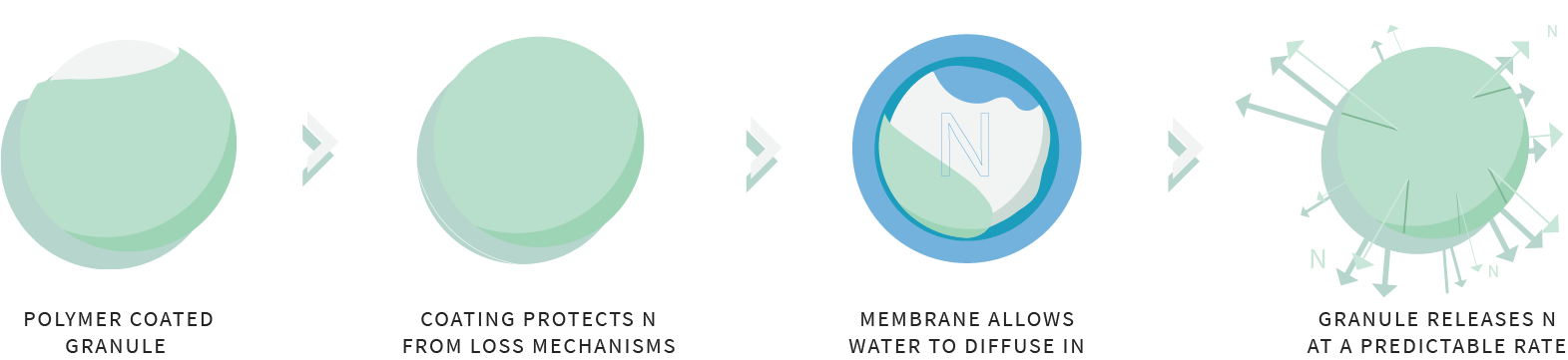 Polymer coated granule | Coating protects N from loss mechanisms | Membrane allows water to diffuse in | Granule releases N at a predictable rate