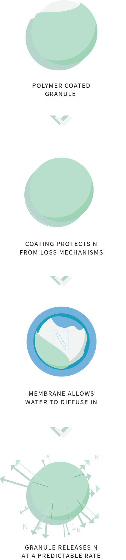 Polymer coated granule | Coating protects N from loss mechanisms | Membrane allows water to diffuse in | Granule releases N at a predictable rate