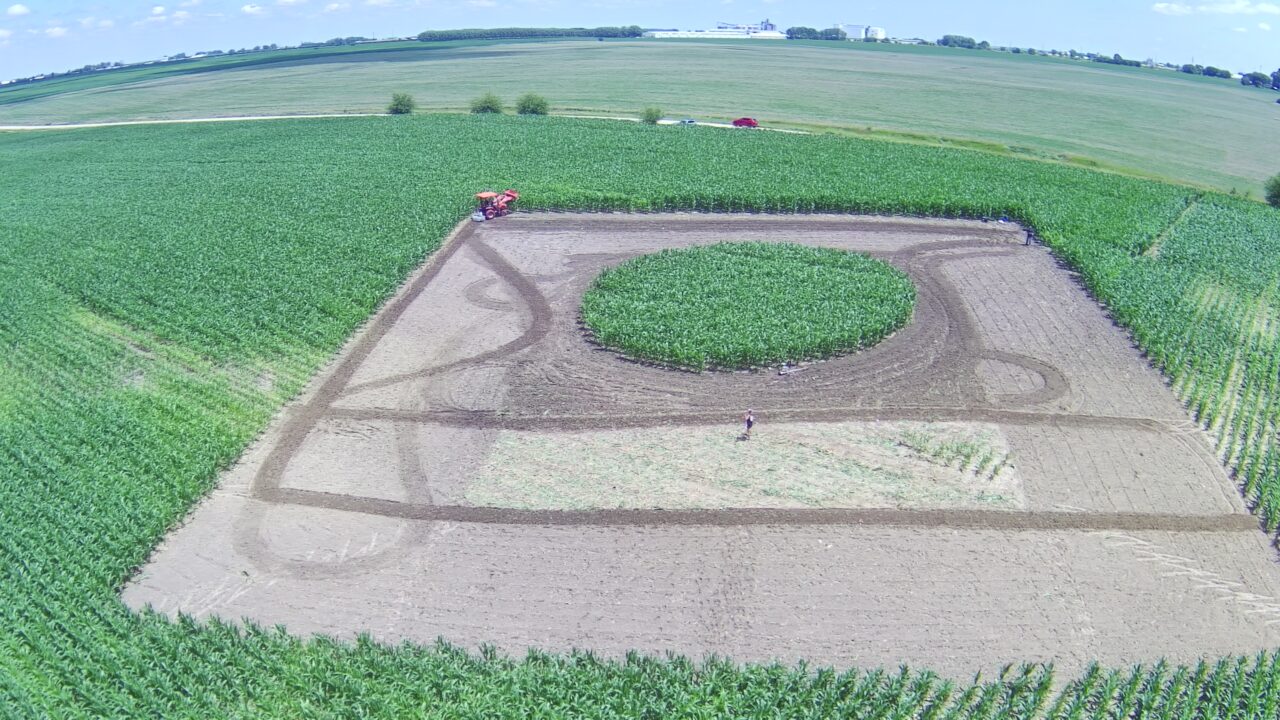Crop art being created in a farmer's field.