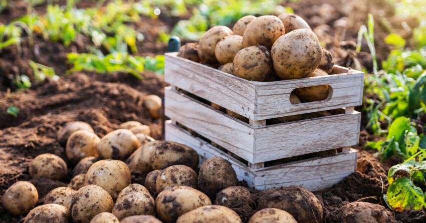 Fresh potatoes in a wooden box in a field. Harvesting organic potatoes. Agriculture and farming.