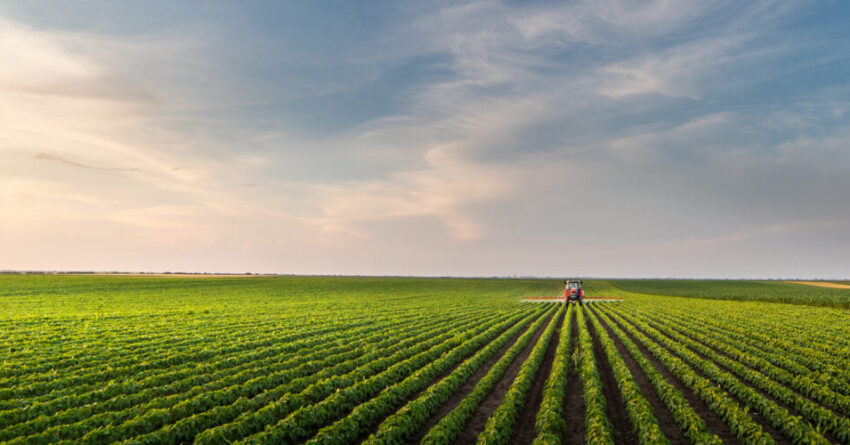 Tractor spraying soybean field in sunset.