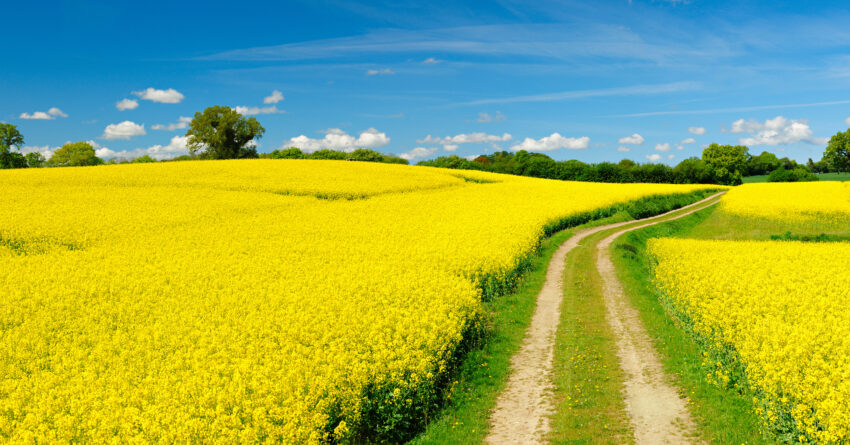 Small Dirt Road through Fields of Oilseed Rape in Bloom, Spring