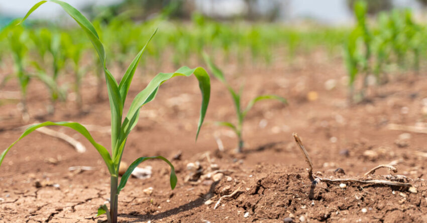 Corn crops suffer as drought continues. Corn field very dry.