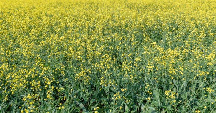 A Canola field in Alberta, Canada